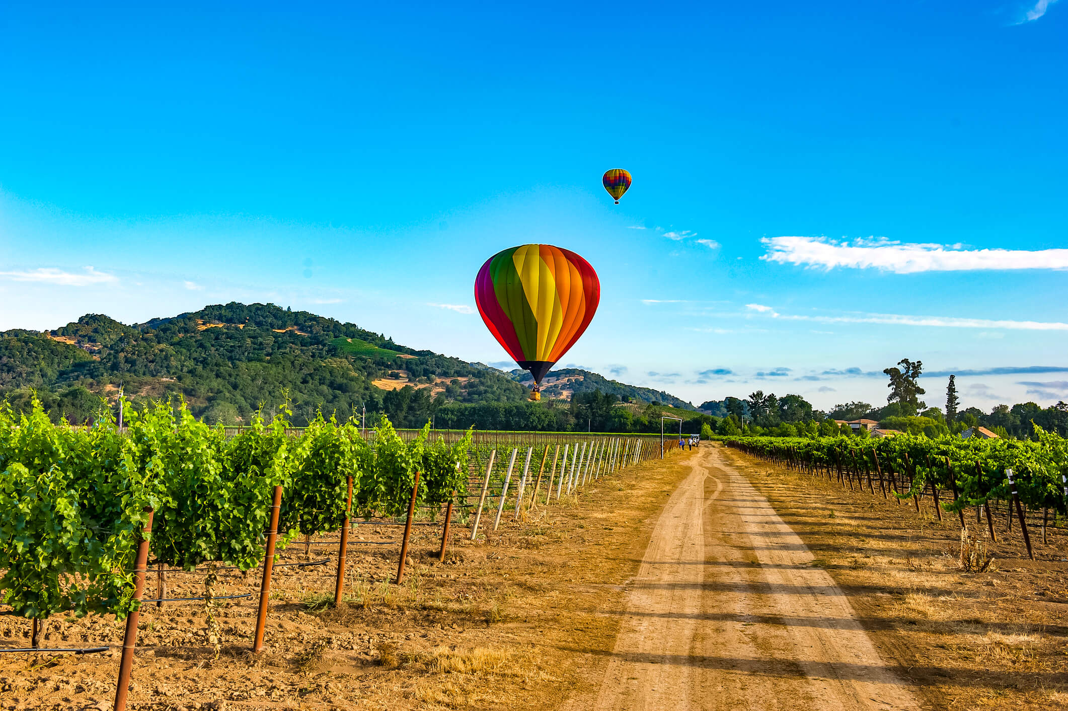 Hot air balloon flying over vineyard with mountains in the background